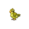 Pidgey variocolor