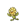 Sunflora variocolor