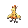 Combusken variocolor