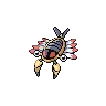 Anorith variocolor