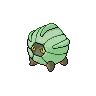 Shelgon variocolor
