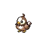 Starly variocolor