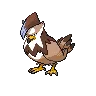 Staraptor variocolor