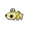 Hippopotas variocolor