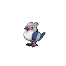Pidove variocolor