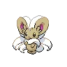 Cinccino variocolor