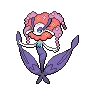 Florges variocolor