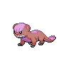 Yungoos variocolor