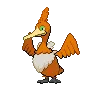 Cramorant variocolor
