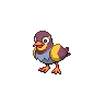 Wattrel variocolor