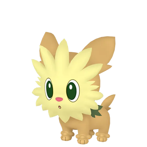 Lillipup variocolor