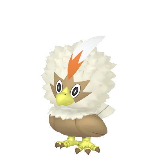 Rufflet variocolor
