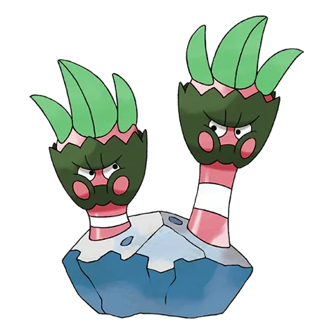 Binacle variocolor