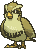 Pidgey variocolor
