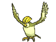 Pidgeotto variocolor