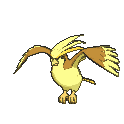 Pidgeot variocolor