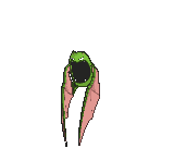 Golbat variocolor