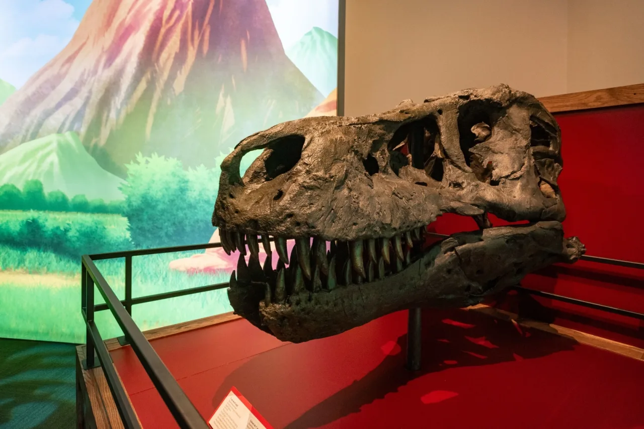 Cr&aacute;neo de Tyrannosaurus rex expuesto junto a Tyrantrum en el Pok&eacute;mon Fossil Museum