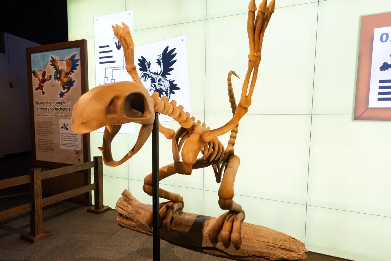 Esqueleto de Archeops en el Pok&eacute;mon Fossil Museum de Chicago