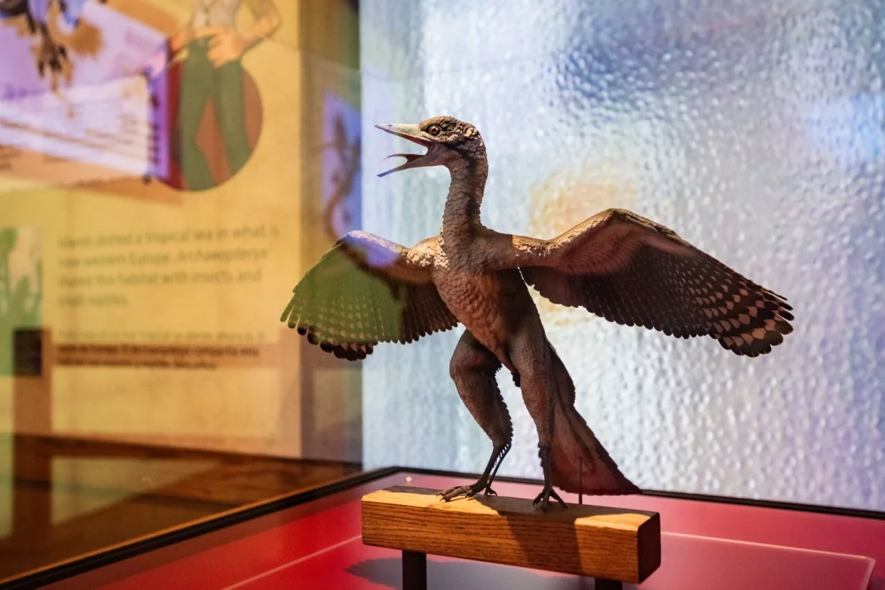 Reconstrucci&oacute;n de Archaeopteryx en el Pok&eacute;mon Fossil Museum